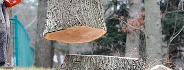 How Our Tree Care Process Works  in  Old Brookville, NY
