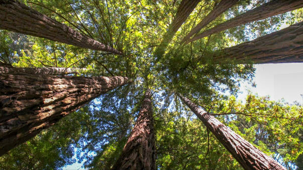 Trusted Old Brookville, NY Tree Services Experts